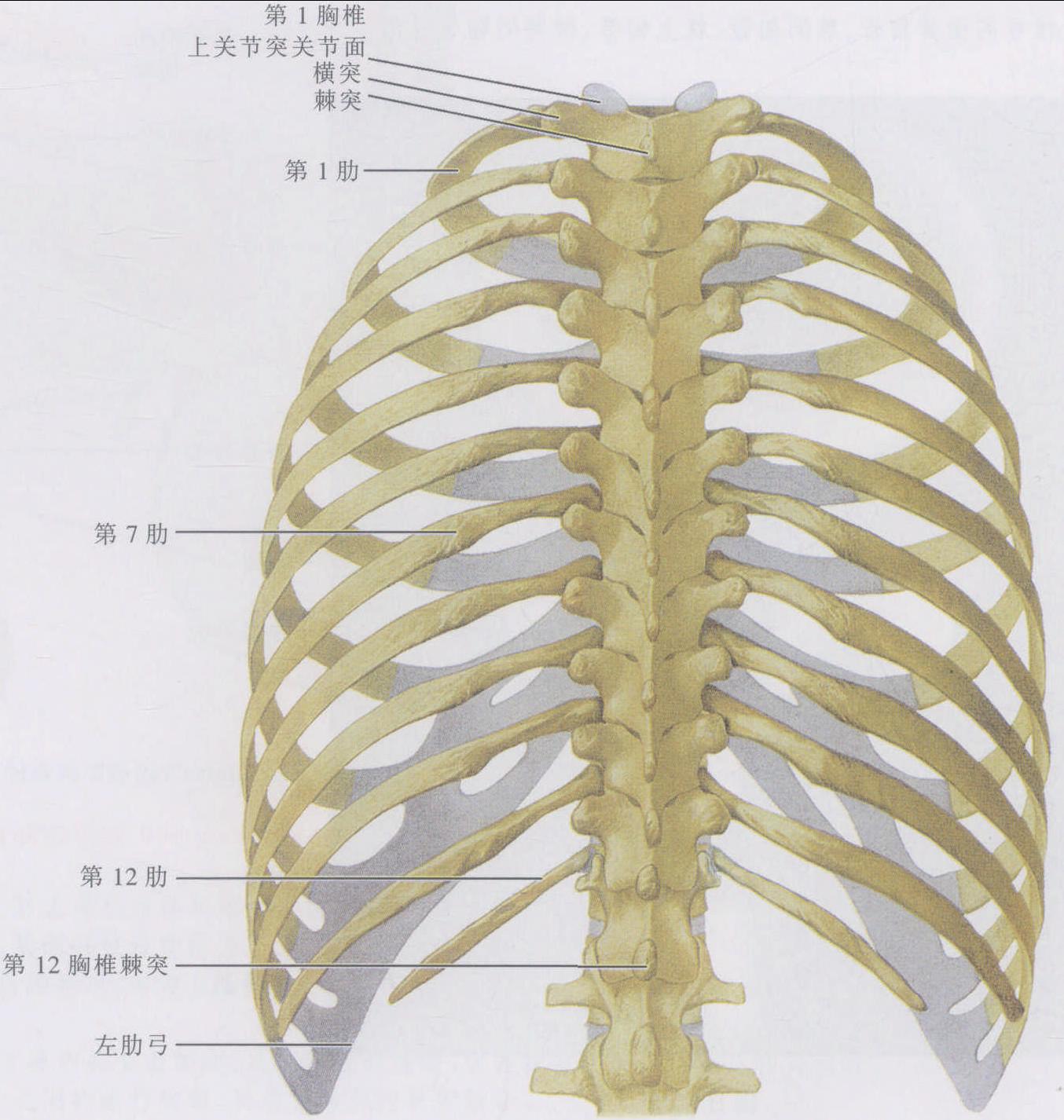 医学概念3d外肋间肌解剖学 库存例证. 插画 包括有 外部, 现有量, 亚伯・, 吵嘴, 伸张机, 肌腱 - 220180754